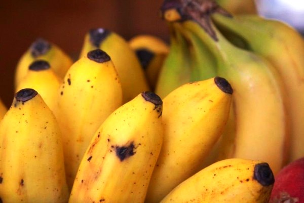 India exports Rs 619 crore worth bananas in 2020-21